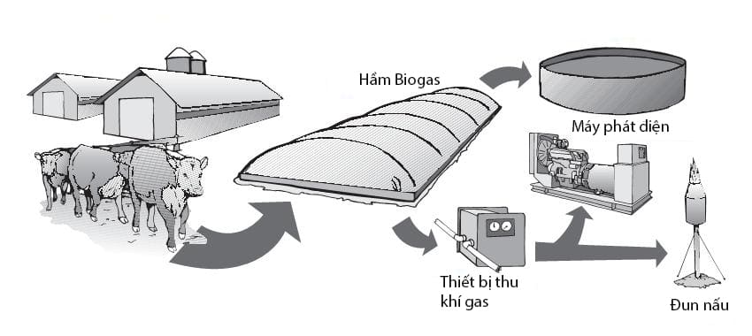hệ thống xử lý nước thải chăn nuôi lợn
